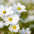 1000 seeds Top quality  white color Cosmos flower seeds